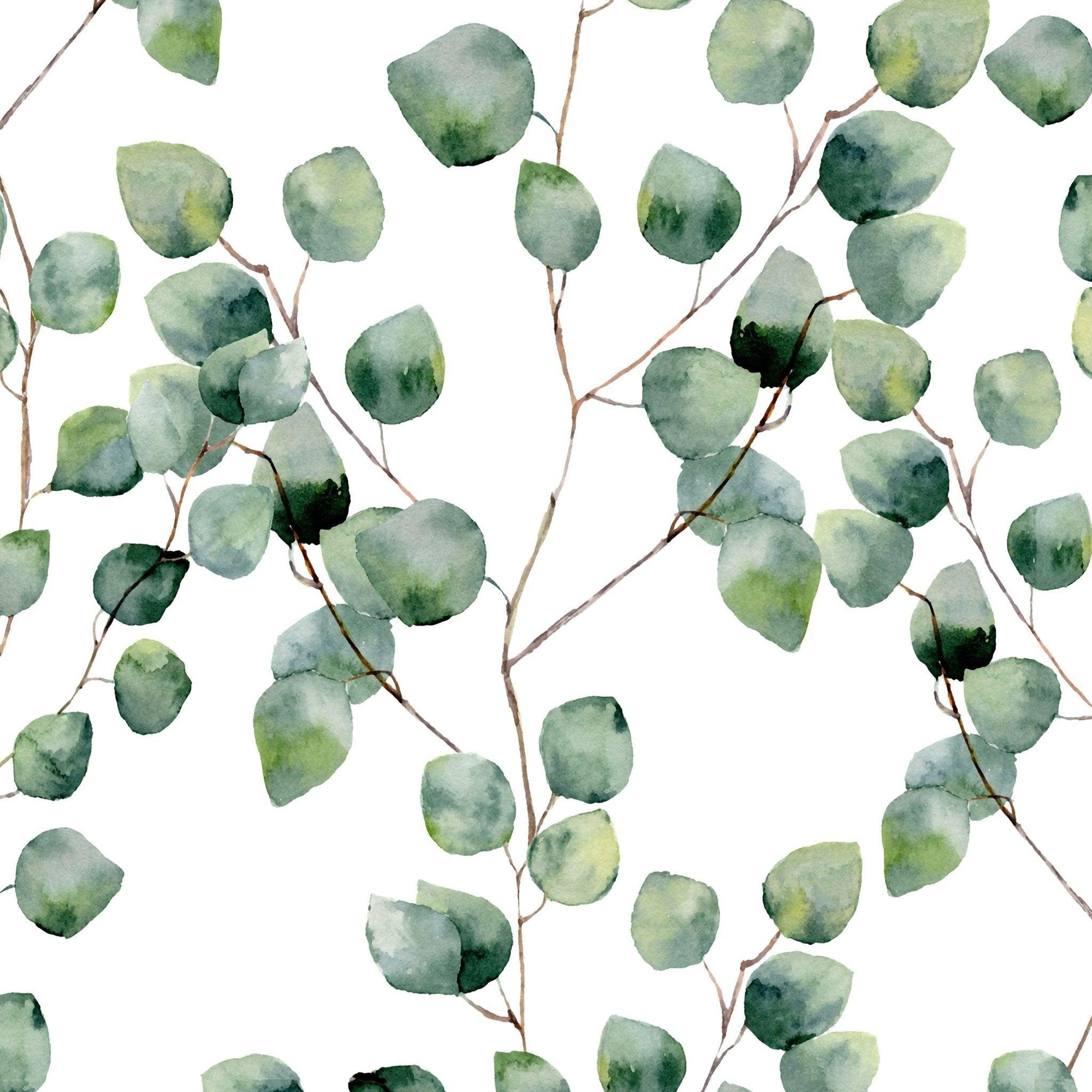 Eucalyptus Wallpaper – Wallpapers4Beginners